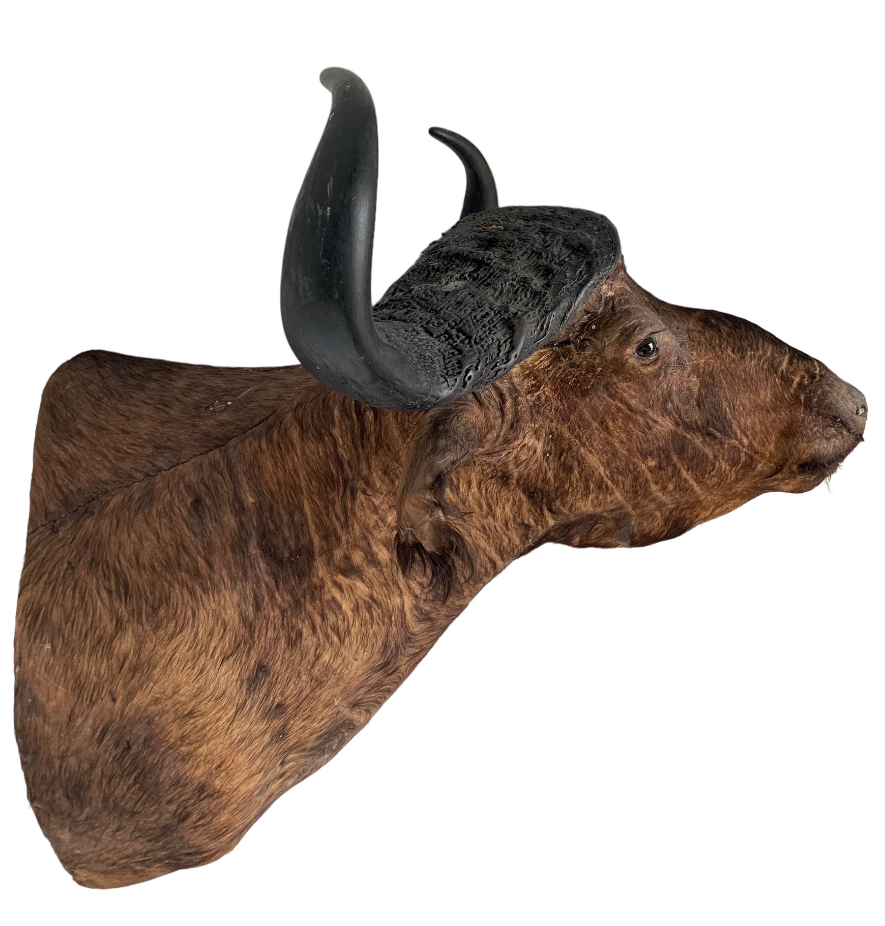 Taxidermy: African Cape Buffalo (Syncerus Caffer) - Image 2 of 5