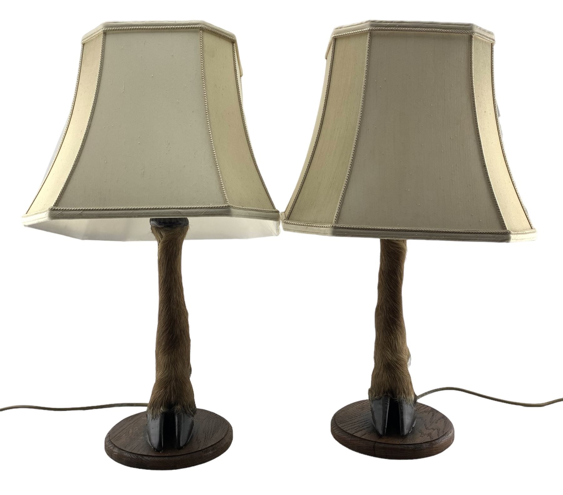 Pair of table lamps formed from deer slots mounted on oak shields