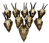 Antlers / Horns: Collection of Alpine Chamois horns on upper skulls mounted on shields (10)