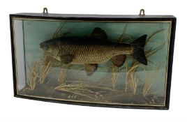 Taxidermy: Chub (Squalius cephalus)