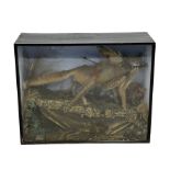 Taxidermy: Cased diorama of a Red Fox (Vulpes vulpes) full mount standing with a Pheasant kill