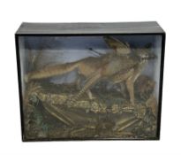 Taxidermy: Cased diorama of a Red Fox (Vulpes vulpes) full mount standing with a Pheasant kill