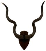 Antlers / Horns: Pair of Cape Greater Kudu Horns (Strepsiceros strepsiceros) on uppser skull mounted