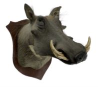 Taxidermy: A Common Warthog (Phacochoerus africanus)