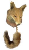 Taxidermy - Fox mask (Vulpes vulpes) looking to the left