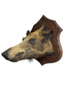 Taxidermy: A European Wild Boar (Sus scrofa)