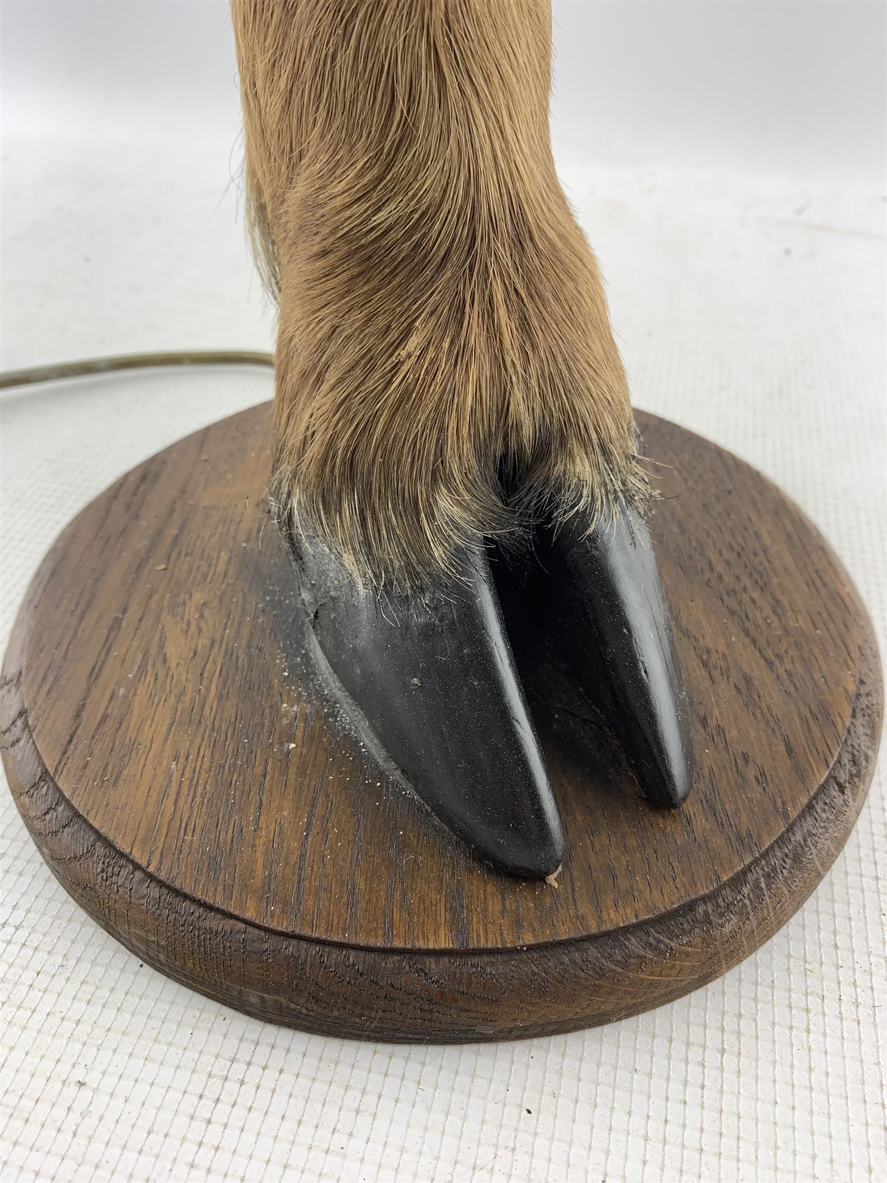 Pair of table lamps formed from deer slots mounted on oak shields - Image 5 of 6