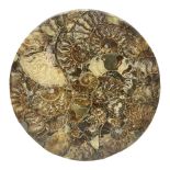 Polished ammonite plate