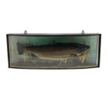 Taxidermy: Brook Trout (Salvelinus fontinalis)