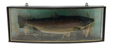 Taxidermy: Brook Trout (Salvelinus fontinalis)