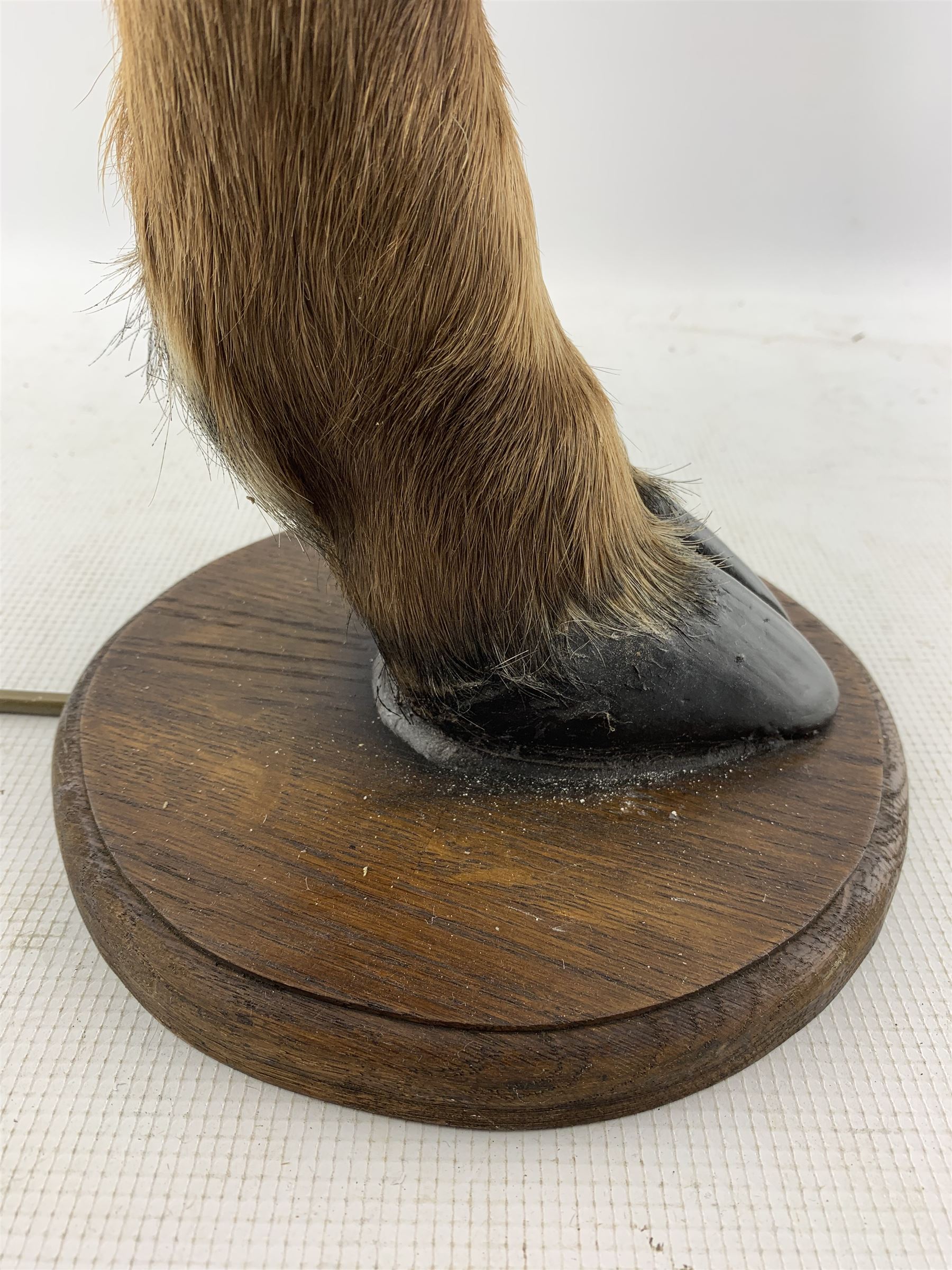 Pair of table lamps formed from deer slots mounted on oak shields - Image 6 of 6