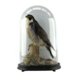 Taxidermy: Victorian cased Peregrine Falcon (Falco peregrinus)