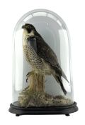 Taxidermy: Victorian cased Peregrine Falcon (Falco peregrinus)