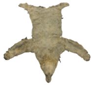 Taxidermy: Early 20th century Polar Bear Skin (Ursus maritimus)