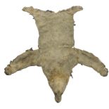 Taxidermy: Early 20th century Polar Bear Skin (Ursus maritimus)