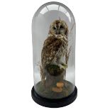 Taxidermy: Tawny Owl (Strix aluco)