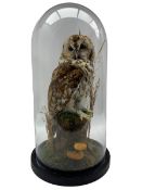 Taxidermy: Tawny Owl (Strix aluco)