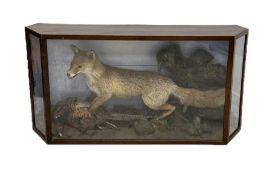 Taxidermy: Cased diorama of a Red Fox (Vulpes vulpes) full mount standing with a Pheasant kill