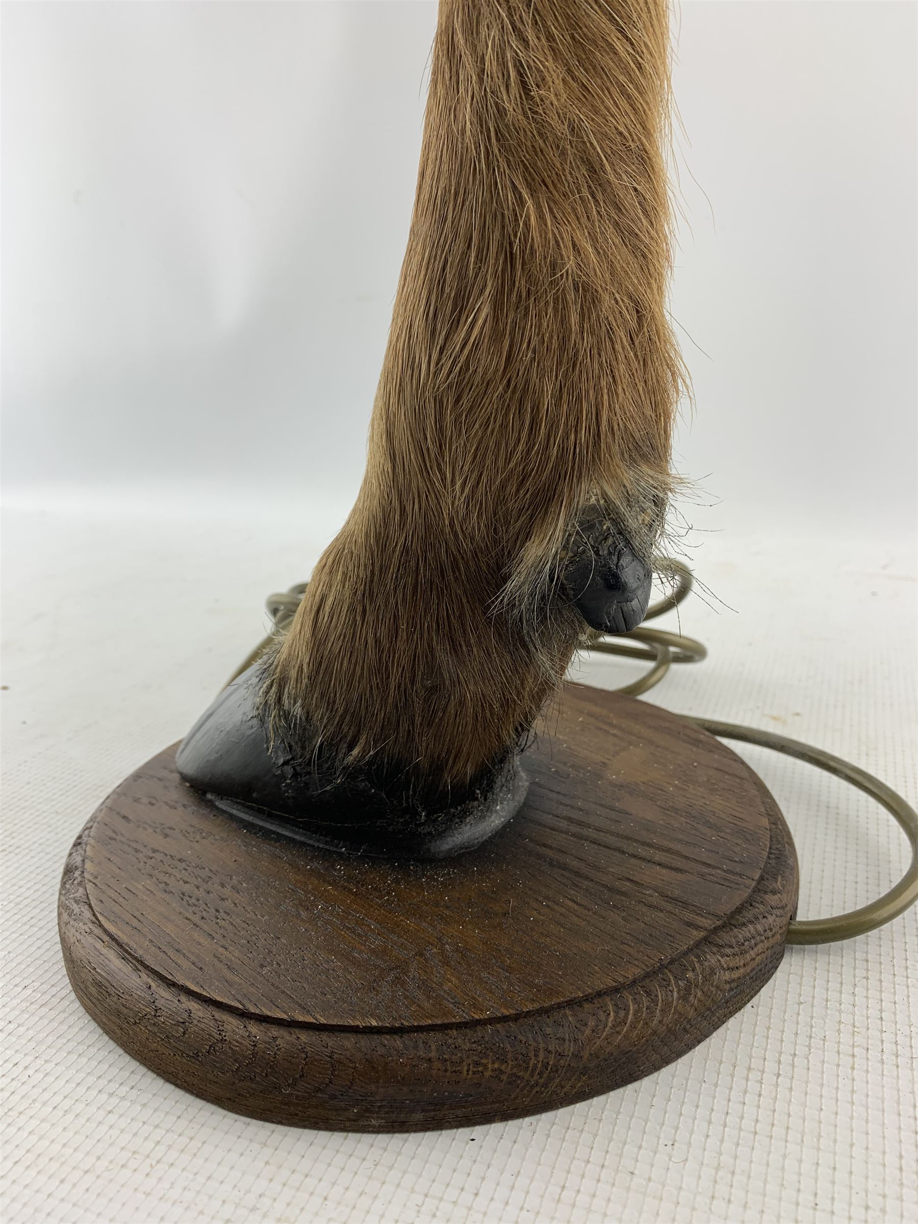 Pair of table lamps formed from deer slots mounted on oak shields - Image 4 of 6