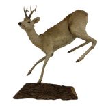 Taxidermy: Roe Deer (Capreolus capreolus)