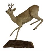 Taxidermy: Roe Deer (Capreolus capreolus)