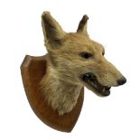 Taxidermy - Fox mask (Vulpes vulpes) by E Allen of York