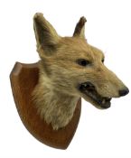 Taxidermy - Fox mask (Vulpes vulpes) by E Allen of York