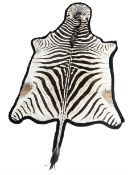 Taxidermy: Plains Zebra (Equus quagga)