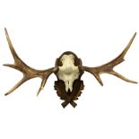 Antler/Horns: European Moose (Alces alces)