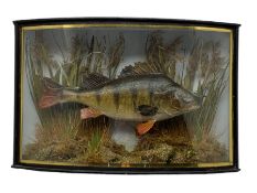 Taxidermy: Perch (Perca fluviatilis)