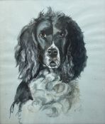 D Wright (British mid-20th century): Portrait of a Spaniel