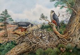 Carl Donner (British 1957-): 'Hobby Falcons and their Young'
