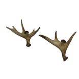 Pair of Moose Antler candlesticks