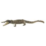 Taxidermy: Caiman Crocodile (Caiman Crocodilus)