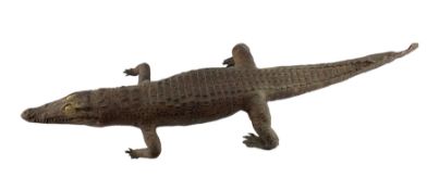 Taxidermy: Caiman Crocodile (Caiman Crocodilus)
