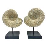 Pair of ammonite fossils