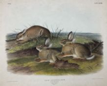 John James Audubon (American 1785-1851): 'Lepus Artemisia Bac - Worm Wood Hare (Male & Female Natura