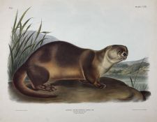 John Woodhouse Audubon (American 1812-1862): 'Lutra Canadensis Sabine Var - Lataxina Millis Gray - C