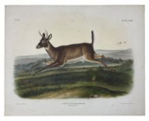John Woodhouse Audubon (American 1812-1862): 'Cervus Leucurus Douglass - Long-Tailed Deer (Male)'