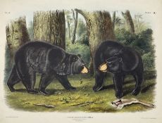 John Woodhouse Audubon (American 1812-1862): 'Ursus Americanus Pallas - American Black Bear (Males &