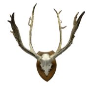 Antlers / Horns: Axis Deer (Axis axis) circa 20th century