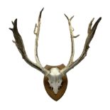 Antlers / Horns: Axis Deer (Axis axis) circa 20th century