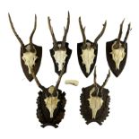 Antlers / Horns: Roe Deer (Capreolus capreolus) - Six pairs of antlers with half skull on wooden wal