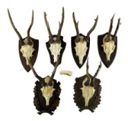 Antlers / Horns: Roe Deer (Capreolus capreolus) - Six pairs of antlers with half skull on wooden wal