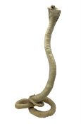 Taxidermy: Indian Cobra (Naja naja)