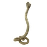 Taxidermy: Indian Cobra (Naja naja)