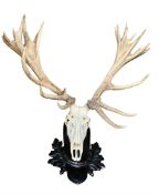 Antlers / Horns: European Red Deer (Cervus elaphus)