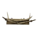 Antlers / Horns: Red Deer Stag antler mounted coat rack