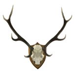 Antlers / Horns: Stag antlers