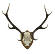 Antlers / Horns: Stag antlers